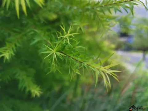 盛开的花朵