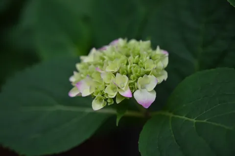 艳丽花开5