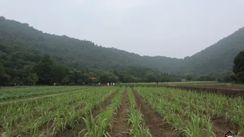 I玉皇山下八卦田的景色
