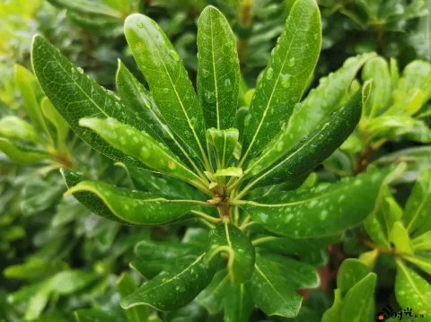 叶片上的水滴
