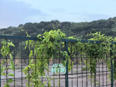绿意漫栏4