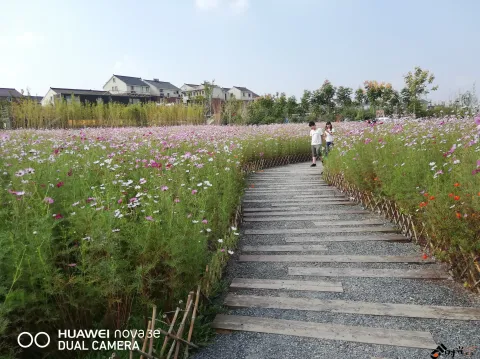 杭州三墩兰里生态园，行走在花海中