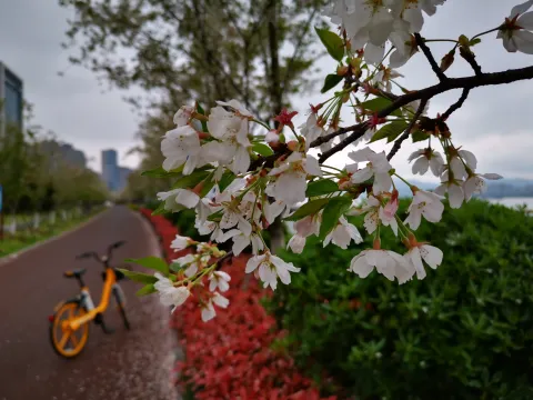 最美樱花走道9