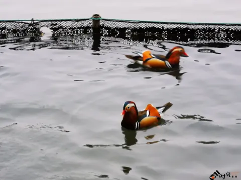 西湖水面上畅游的鸳鸯