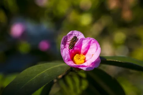 花中采蜜的蜜蜂3