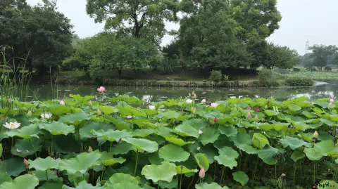 夏雨中清新绽放的荷花