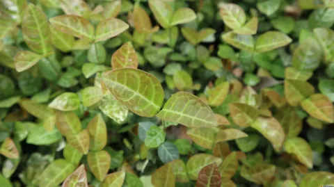 花草