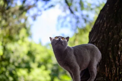 西园寺里的猫咪13