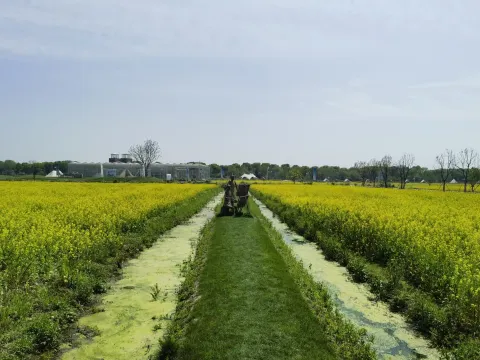 田园牧歌2