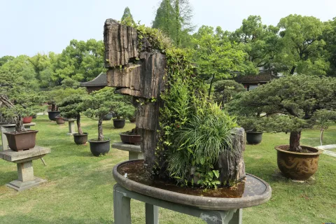 曲院风荷里面的盆景