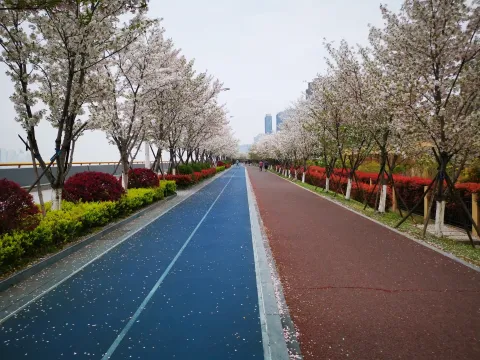 最美樱花走道14
