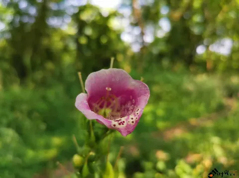 西溪湿地盛开的鲜花