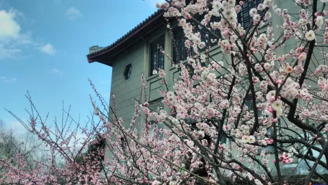 孤山看梅