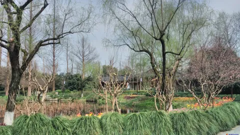 曲院风荷