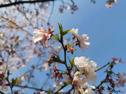 太子湾公园赏花