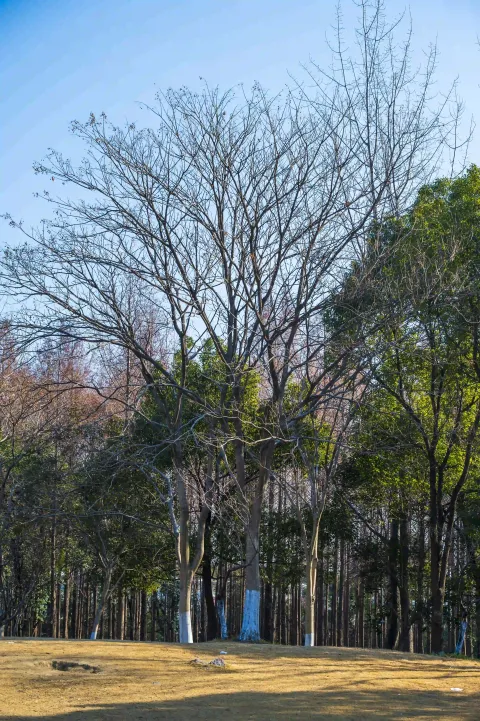 绕城高架下公园随拍2