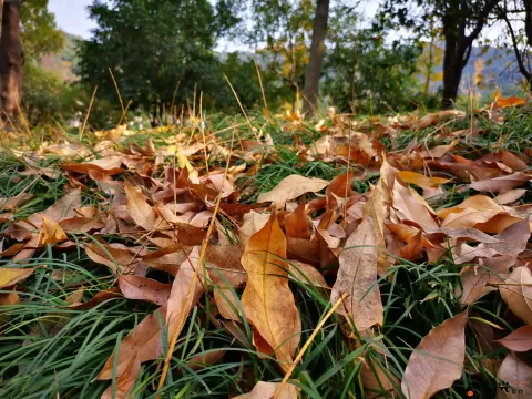 林间的落叶