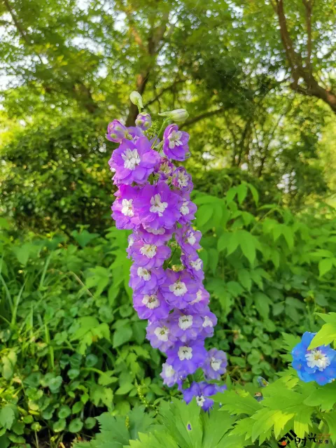 西溪湿地盛开的鲜花