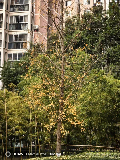 小区里的秋章3