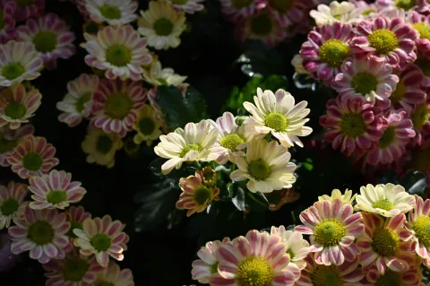 杭州植物园菊花展6