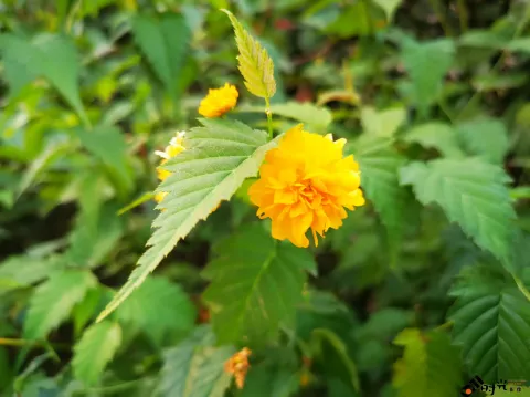 重瓣棣棠花