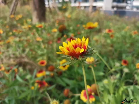 盛开着的天人菊