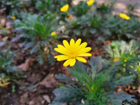 西溪湿地盛开的鲜花