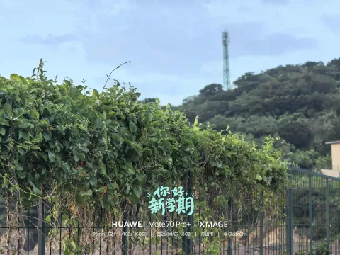 绿意漫栏3