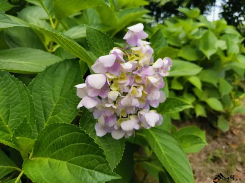 绣球