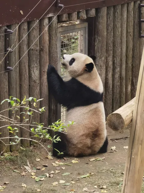 憨态可爱的大熊猫1