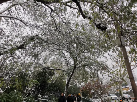 皑皑白雪挂满枝头