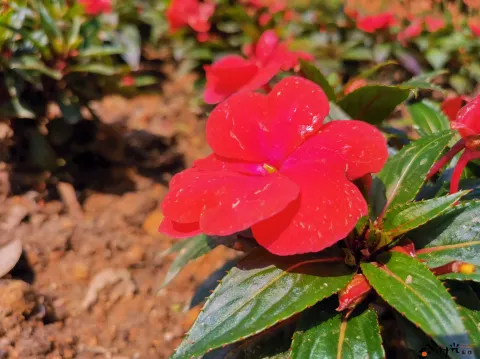西溪湿地盛开的鲜花