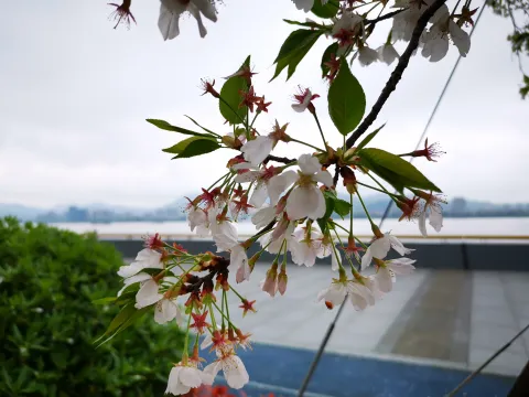 最美樱花走道10