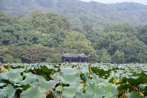 孤山公园4