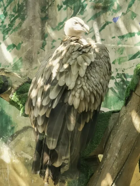 杭州野生动物园12
