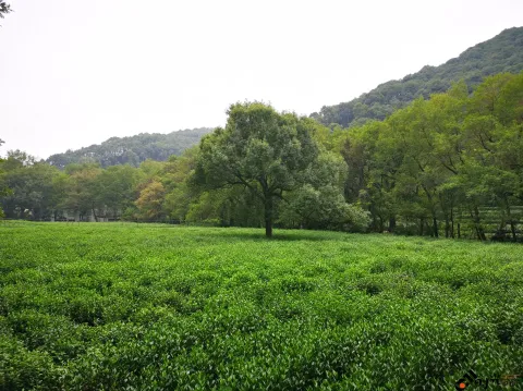 九溪路两侧的美景