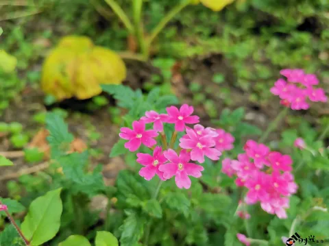 西溪湿地盛开的鲜花