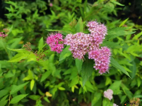 粉花绣线菊