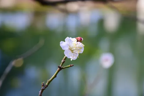超山梅花12