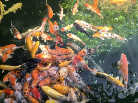 寒山寺锦鲤9