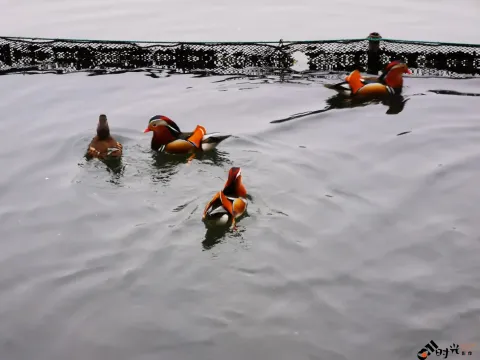 西湖水面上畅游的鸳鸯
