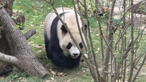 憨态可爱的大熊猫8