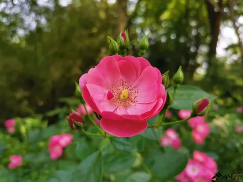 西溪湿地盛开的鲜花