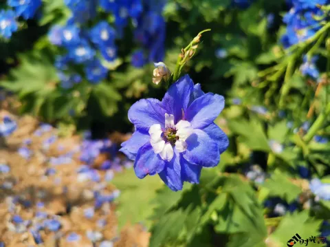 西溪湿地盛开的鲜花