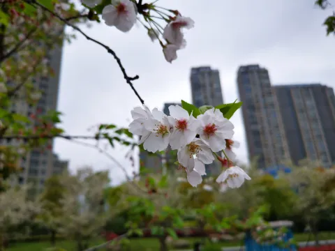 最美樱花走道3