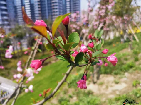 桃花盛开