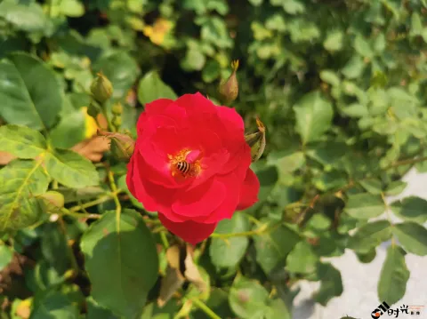 月季花，蜜蜂采蜜