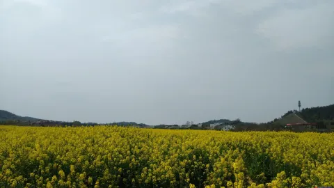 良渚文化村，观油菜花
