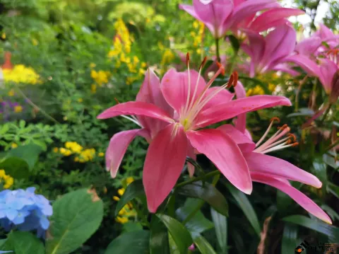 西溪湿地盛开的鲜花