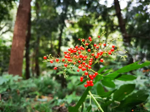 行走在满觉陇路